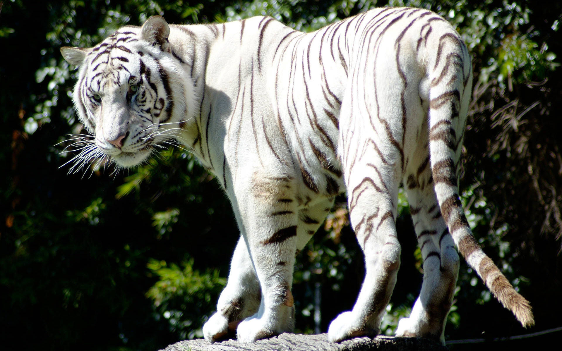Rare White Tiger929922542 - Rare White Tiger - white, Tiger, Rare, Leopards
